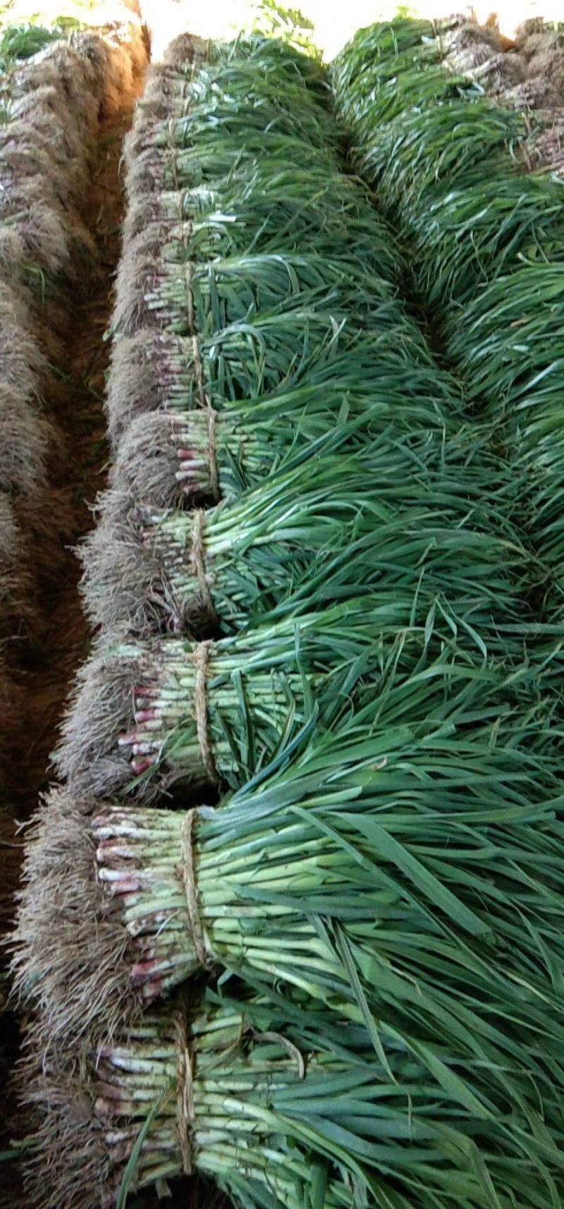 江苏红根蒜苗优质蒜苗大量上市上货快质量有保障合作共赢