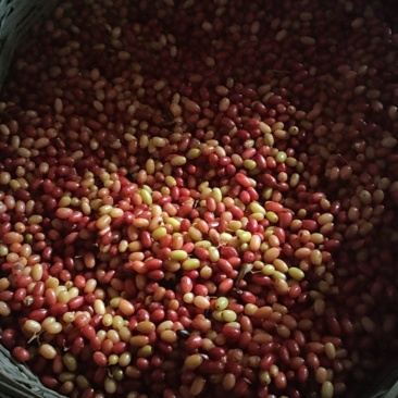 山茱萸