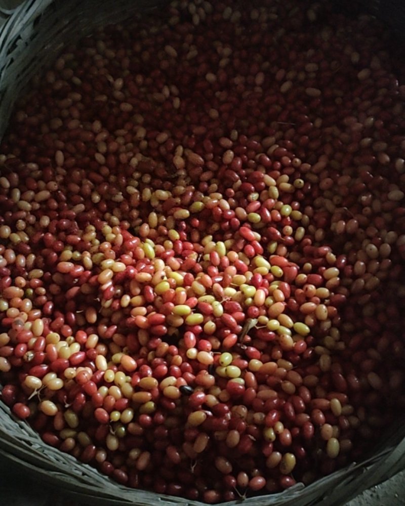 山茱萸
