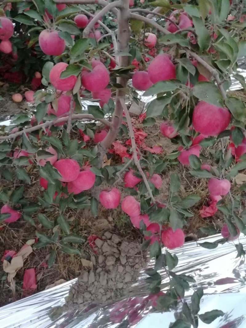 寒富苹果大量上市，口感脆甜，颜色好，品质好欢迎来电咨询