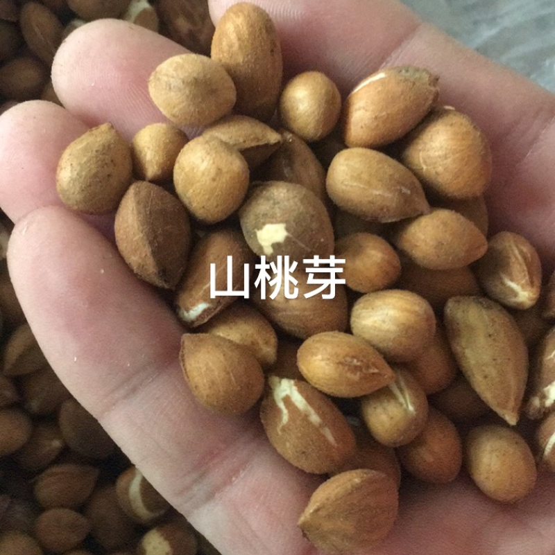 山桃种子（芽）山桃核2024年新加工山桃种子量大从优