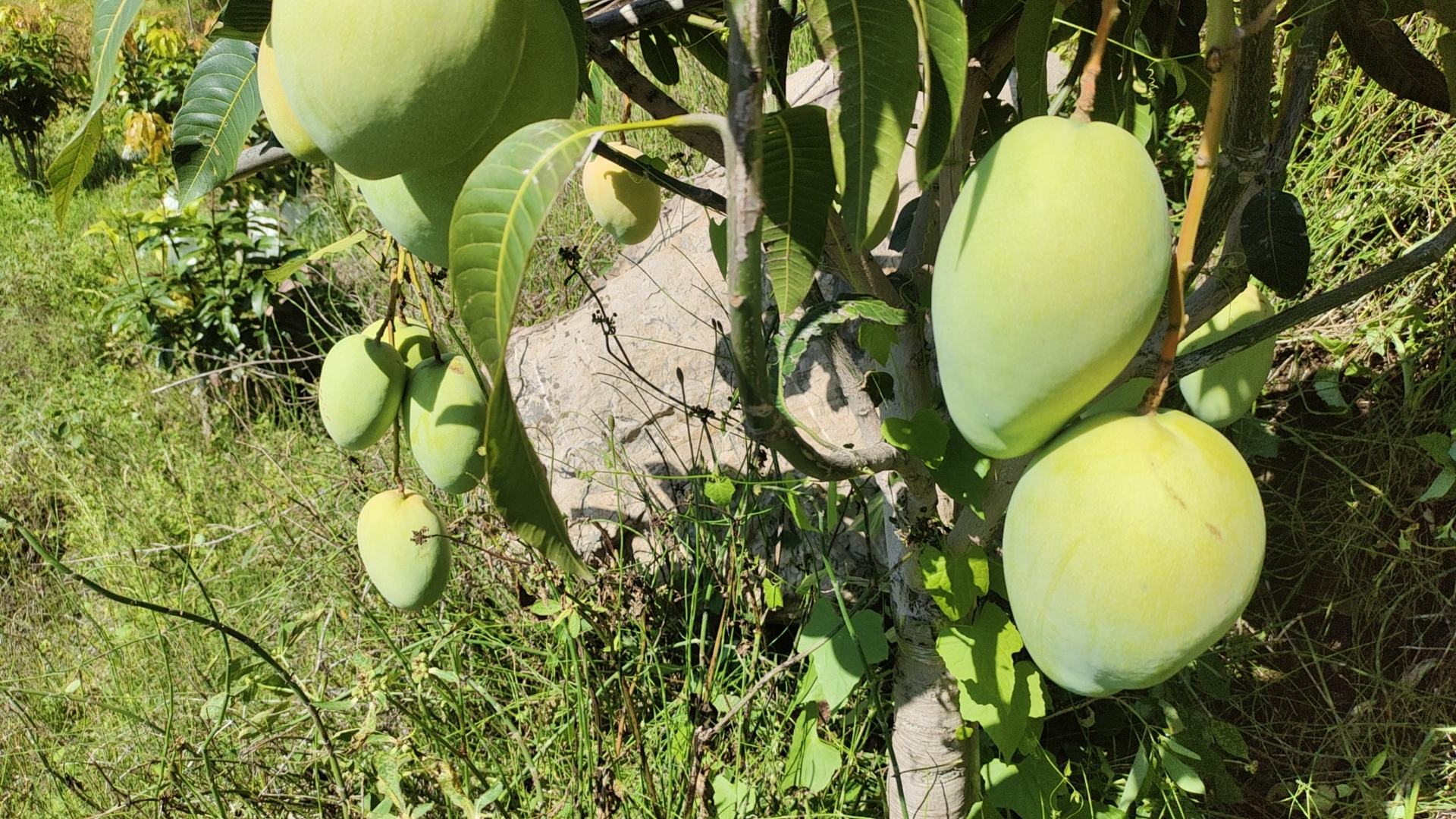 凯特青芒果实特写