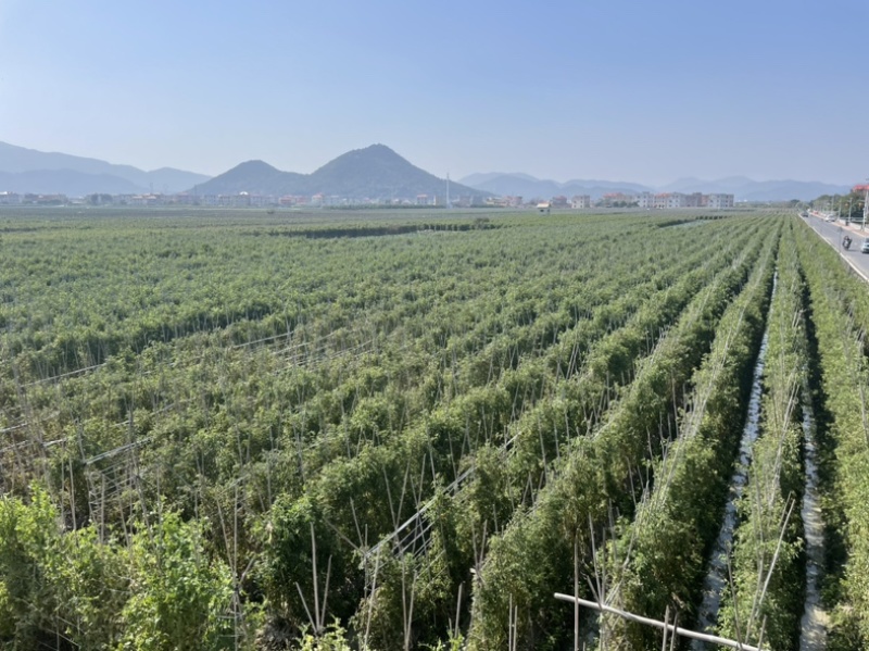 千亩迷彩圣女果番茄基地常年供应电商社区紫弹头子弹头小西红