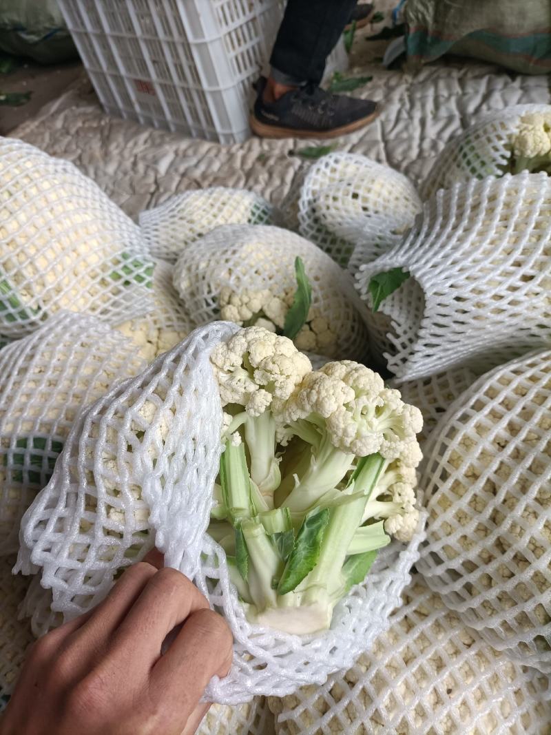 本地有机花大量上市中，欢迎各地客商前来考察。