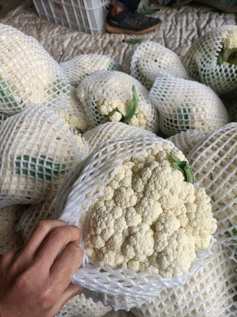 本地有机花大量上市中，欢迎各地客商前来考察。