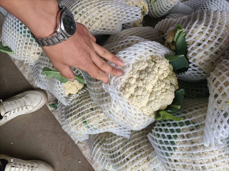 本地有机花大量上市中，欢迎各地客商前来考察。