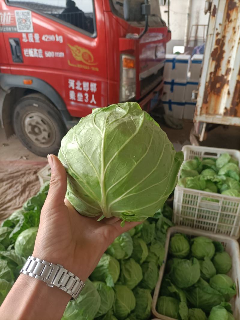 河北邯郸，甘蓝大量有货，欢迎全国客商来电咨询
