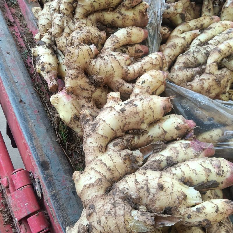 山东红芽鲜姜种植基地鲜姜大量上市品质好版型大货源充足