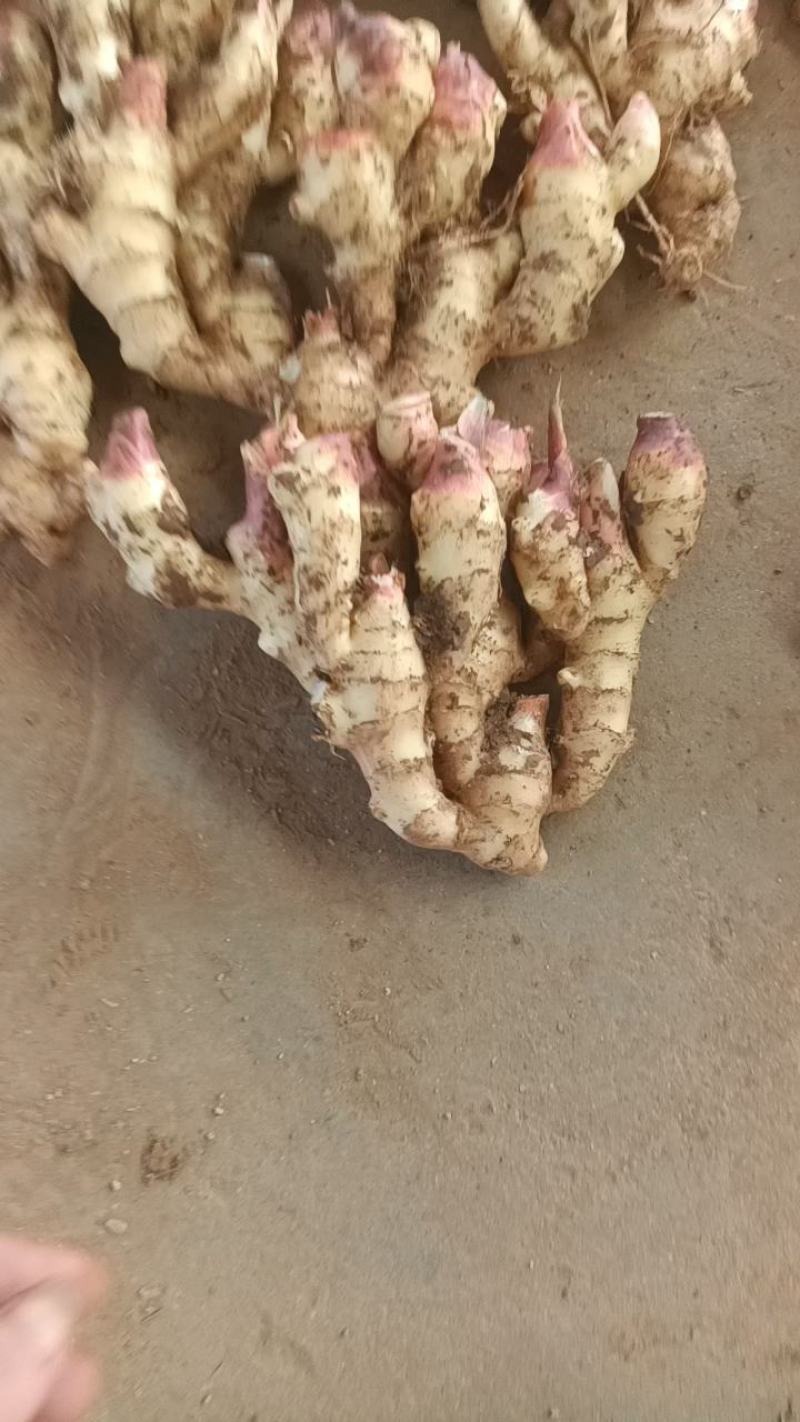 山东红芽鲜姜种植基地鲜姜大量上市品质好版型大货源充足