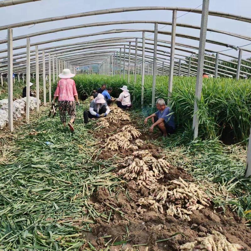 山东红芽鲜姜种植基地鲜姜大量上市品质好版型大货源充足
