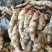 山东红芽鲜姜种植基地鲜姜大量上市品质好版型大货源充足