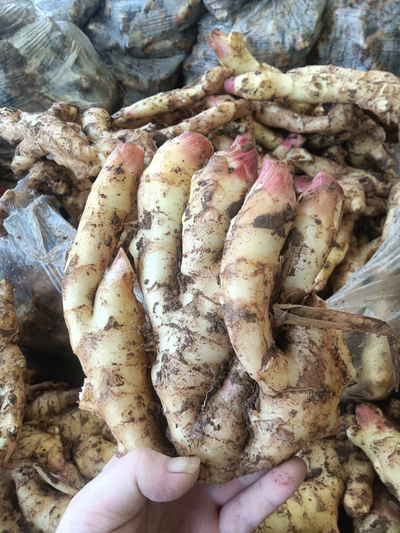 山东红芽鲜姜种植基地鲜姜大量上市品质好版型大货源充足