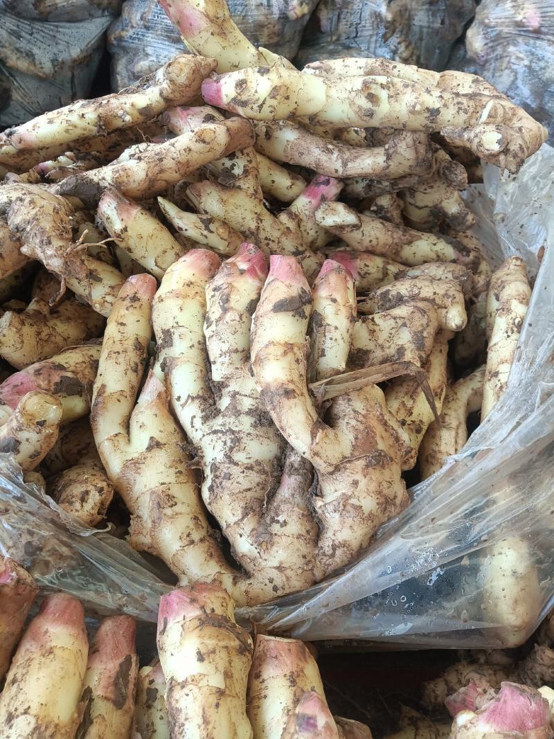 山东红芽鲜姜种植基地鲜姜大量上市品质好版型大货源充足