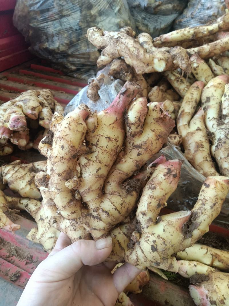 山东红芽鲜姜种植基地鲜姜大量上市品质好版型大货源充足