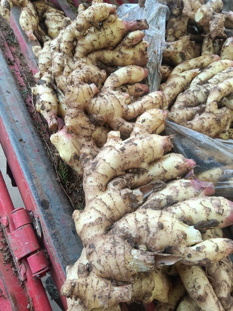 山东红芽鲜姜种植基地鲜姜大量上市品质好版型大货源充足