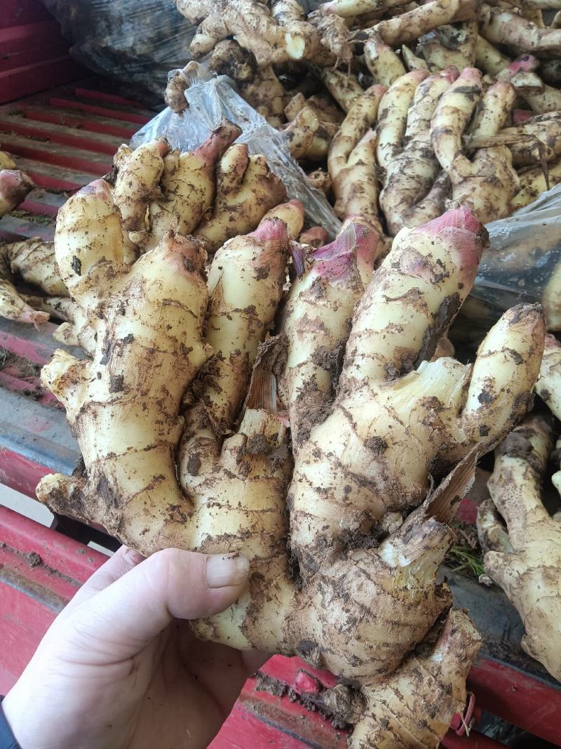 山东红芽鲜姜种植基地鲜姜大量上市品质好版型大货源充足