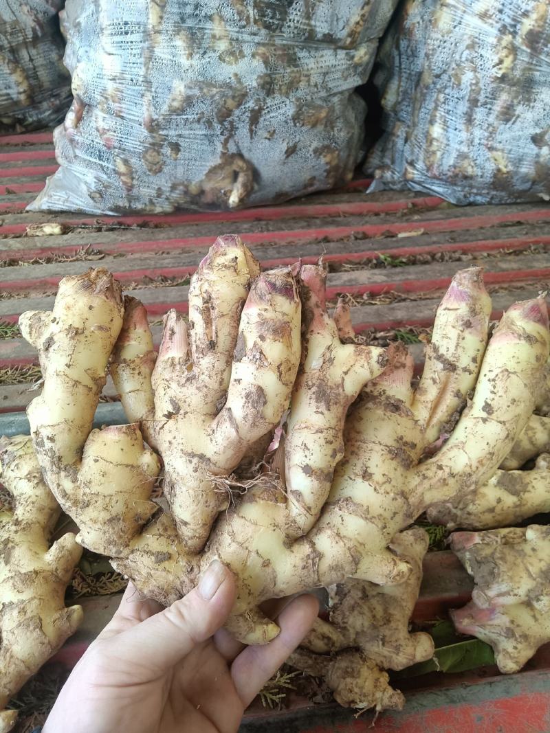 山东红芽鲜姜种植基地鲜姜大量上市品质好版型大货源充足