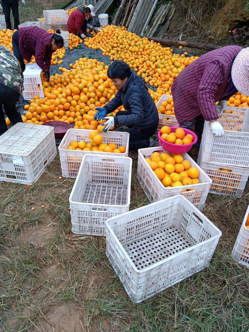 产地江西11月上市，大量供应规格通货，有量有价关系咨询