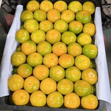 《精品️》蜜橘大芬水份足产地直供果园看货保质保量
