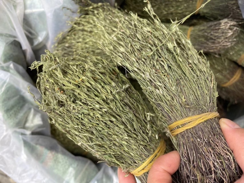独脚金独脚柑新货大货批发源头直供产地直销