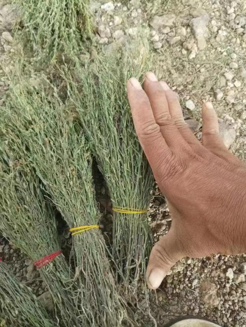 独脚金独脚柑新货大货批发源头直供产地直销