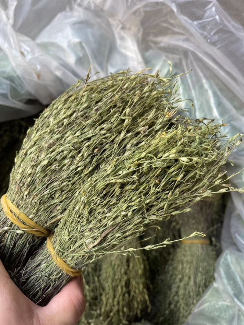 独脚金独脚柑新货大货批发源头直供产地直销