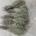 独脚金独脚柑新货大货批发源头直供产地直销