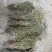 独脚金独脚柑新货大货批发源头直供产地直销