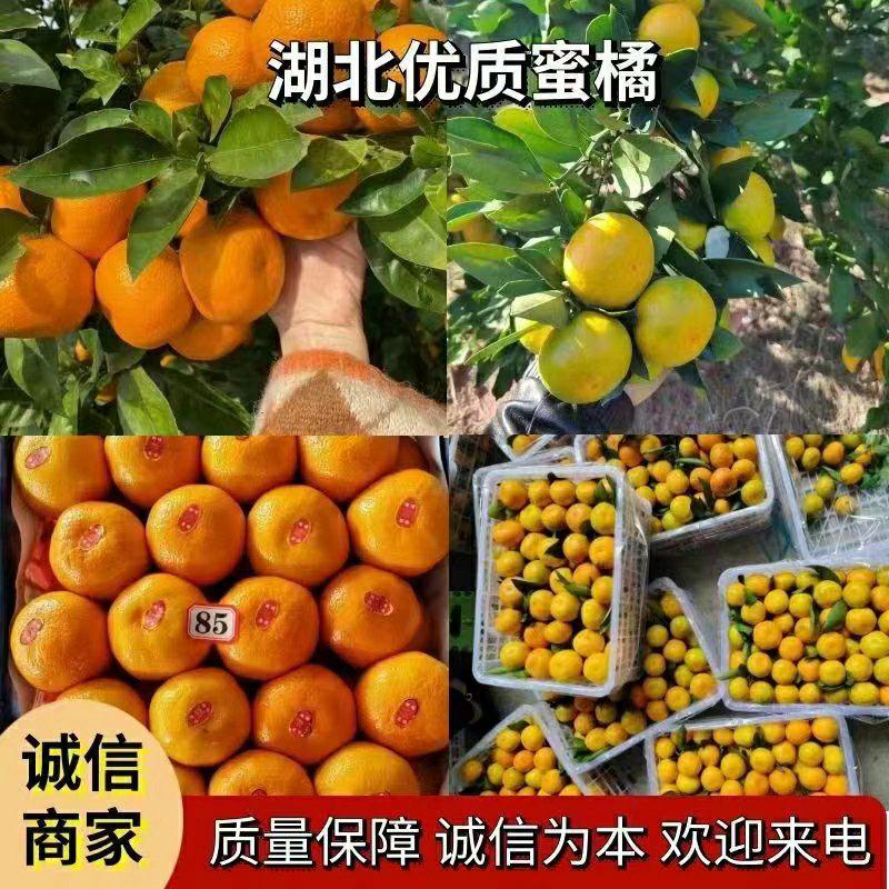湖北精品蜜橘大量上市供应产地直发一手货源批发品质保证价格