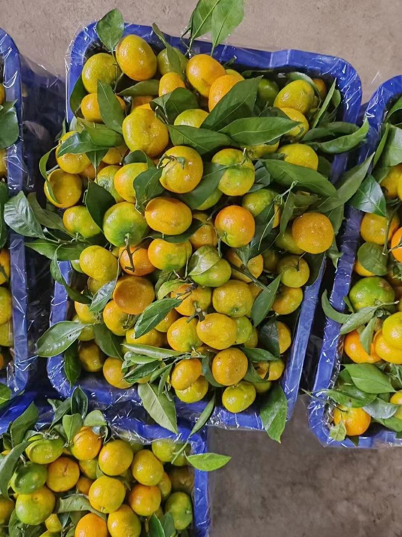 湖北精品蜜橘大量上市供应产地直发一手货源批发品质保证价格