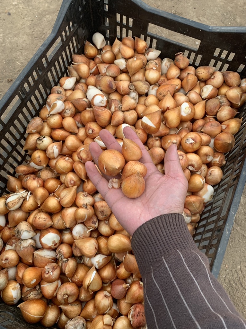 郁金香种球开花郁金香花海景观绿化郁金香