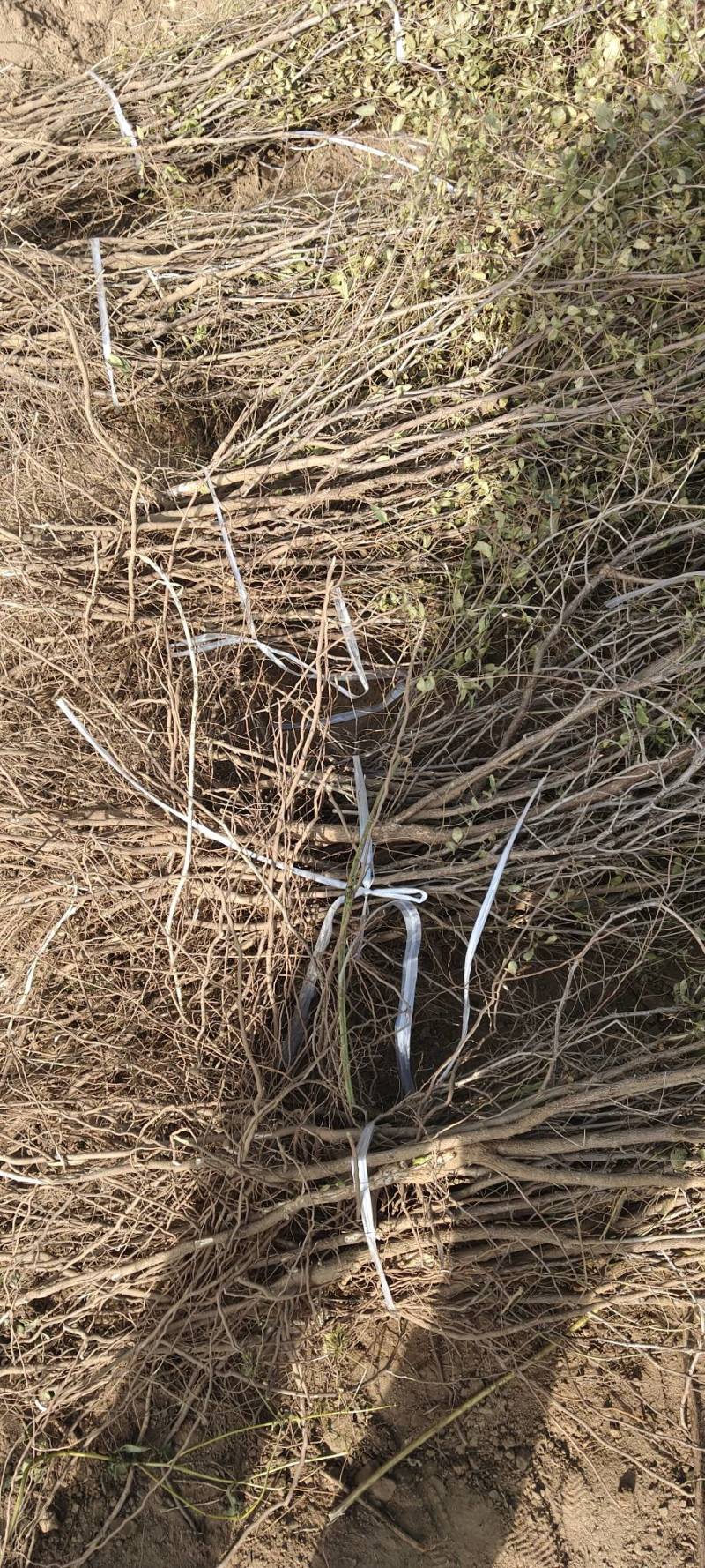 【推荐】酸枣实生苗嫁接苗产地直发专业培育保质欢迎