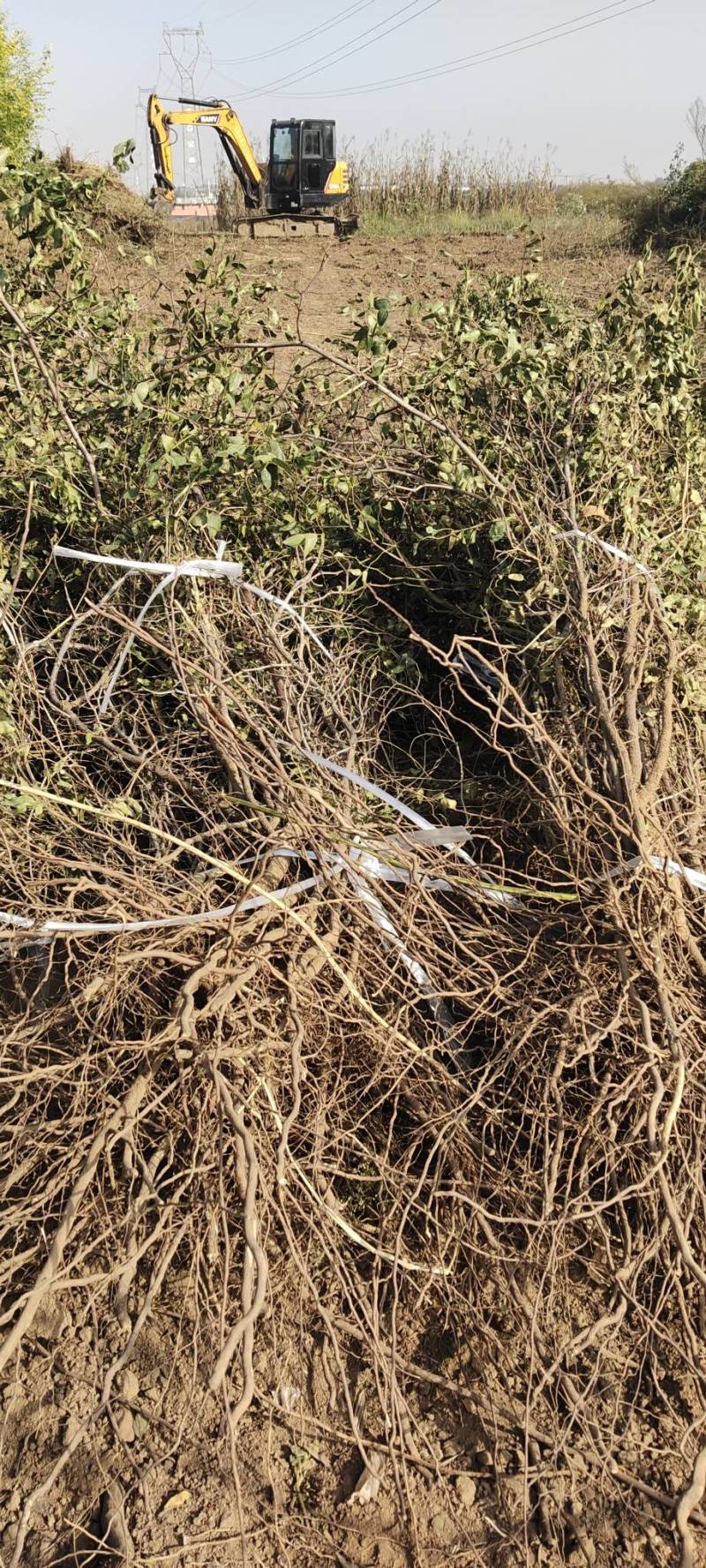 【推荐】酸枣实生苗嫁接苗产地直发专业培育保质欢迎