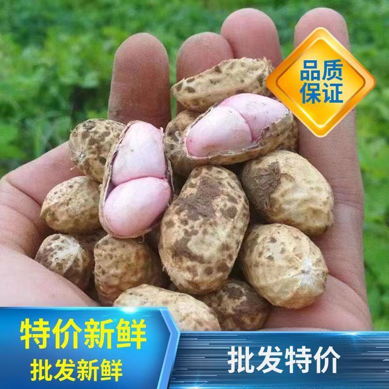 产地直发，量大从优，品种齐全，价格实惠，颗粒饱满