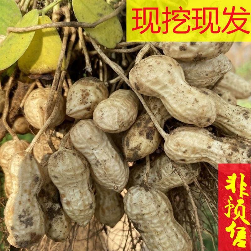 产地直发，量大从优，品种齐全，价格实惠，颗粒饱满