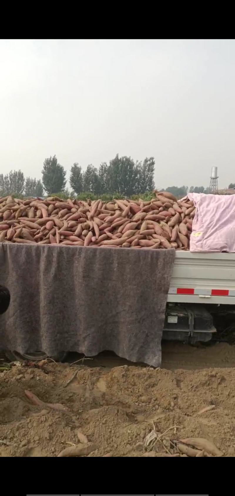 西瓜红红薯