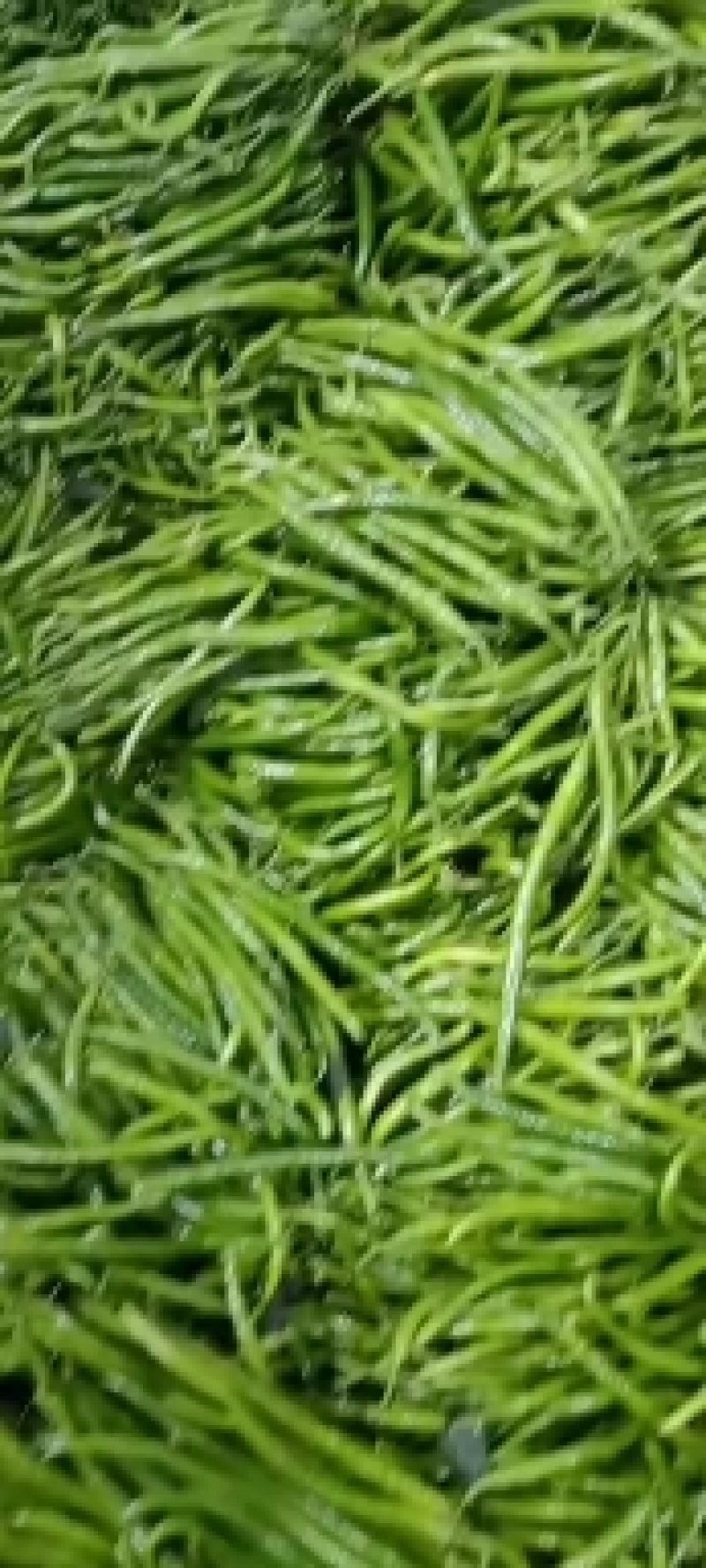 精品青线椒