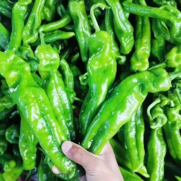 【薄皮椒】精品鲜辣椒河南夏邑产区色泽光亮可视频看货