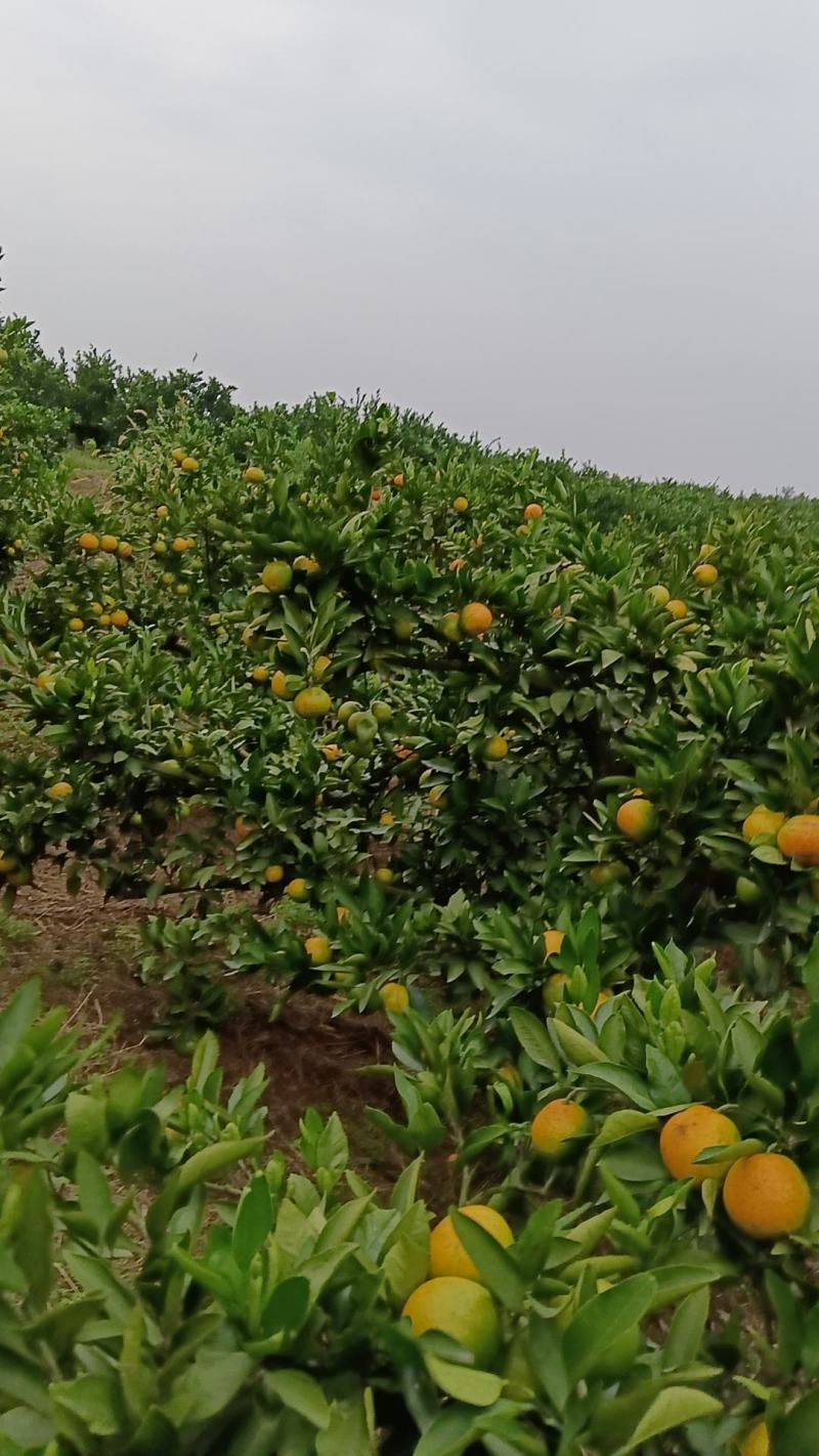 【国庆一号蜜橘】湖南产地直发质量保证货源充足欢迎订购