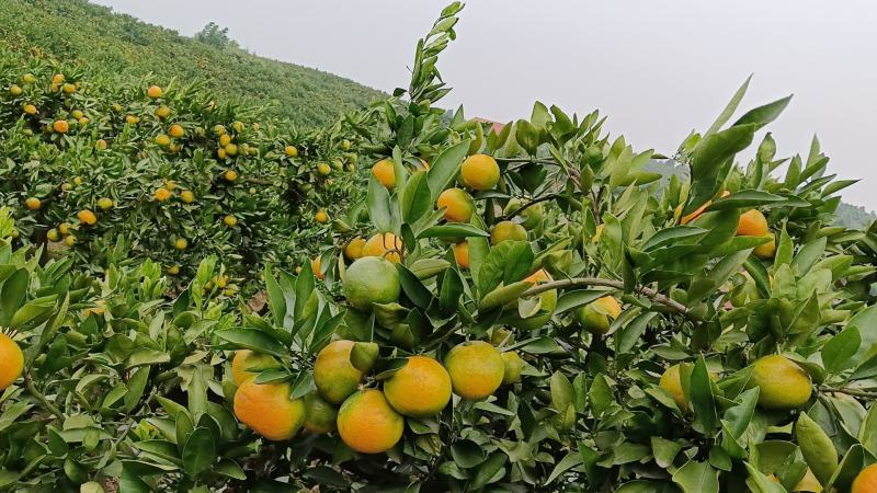 【国庆一号蜜橘】湖南产地直发质量保证货源充足欢迎订购