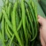 河南夏邑301辣椒，苏椒，线椒绿色食品，无杂色产地直供