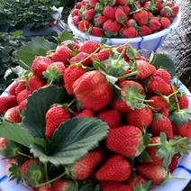 【推荐】四川大凉山冬夏草莓甜黔莓自产自销全国发货品质保证