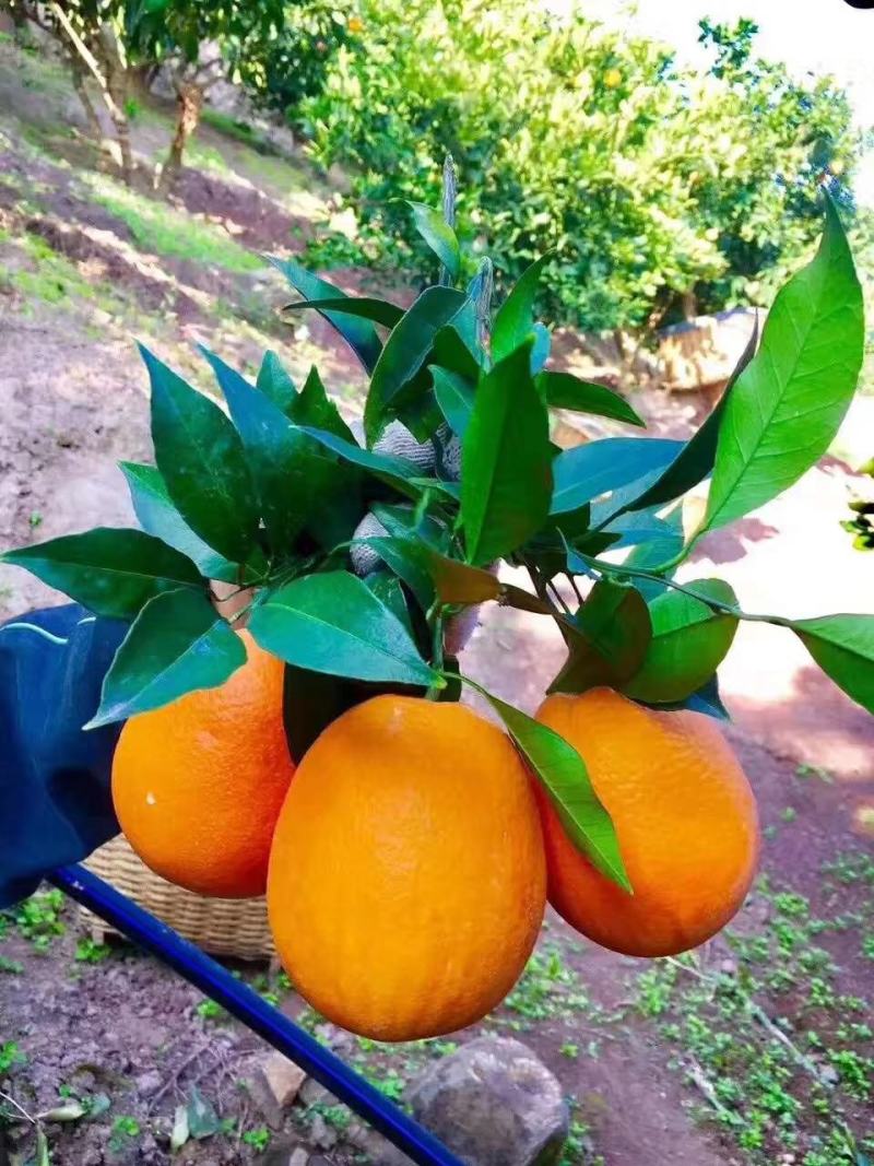 纽荷尔脐橙特早脐橙果面干净口感甜产地一手货源大量供应