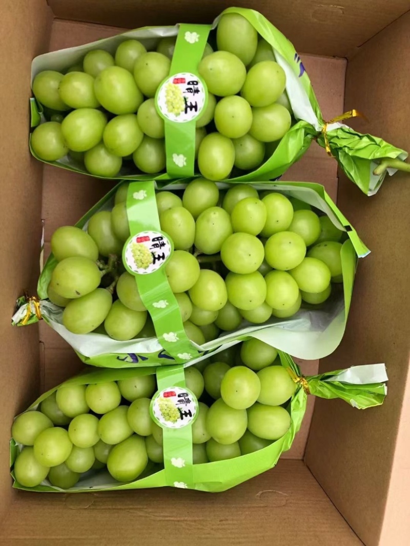 沂源脆甜清香型阳光玫瑰