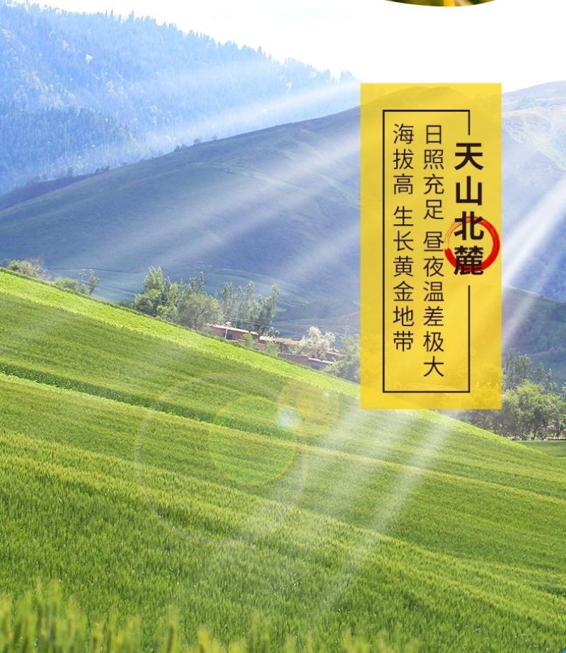 新疆天山北坡全麦面粉，产自天山脚下，天山雪水灌溉，无污染！