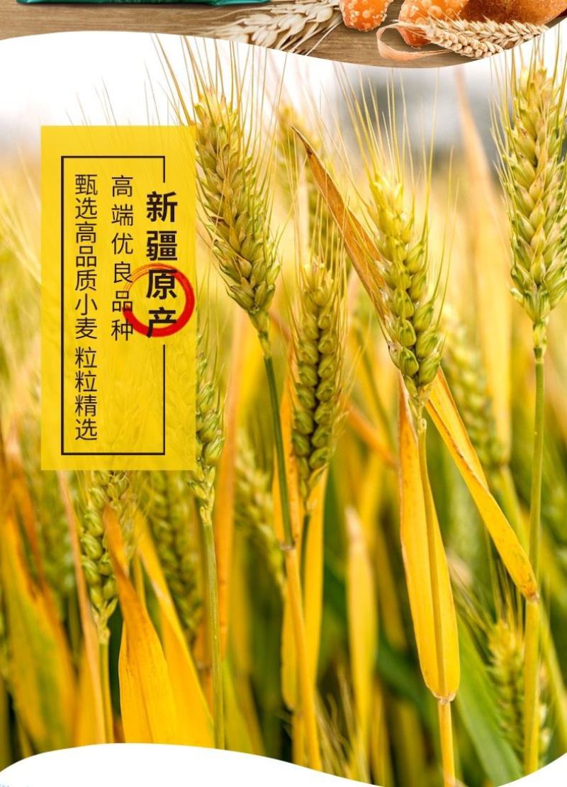 新疆天山北坡全麦面粉，产自天山脚下，天山雪水灌溉，无污染！
