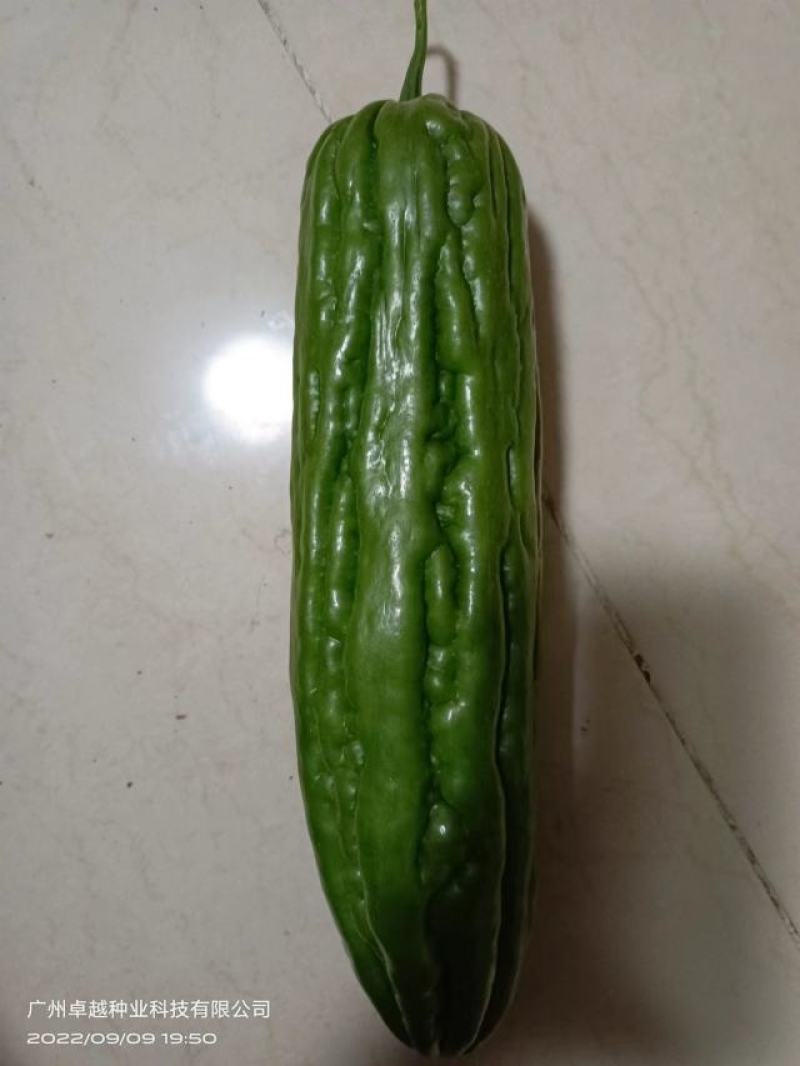 徐闻苦瓜已经上市了，品质保证，只要保证一条龙的