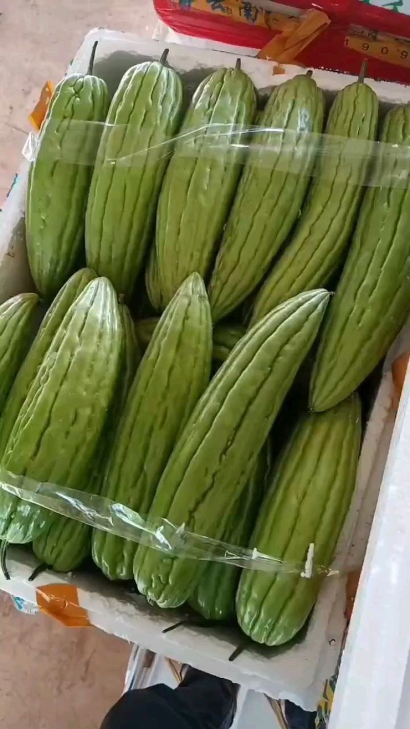 徐闻苦瓜已经上市了，品质保证，只要保证一条龙的