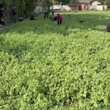 豌豆尖大量上市，基地直供，欢迎来电