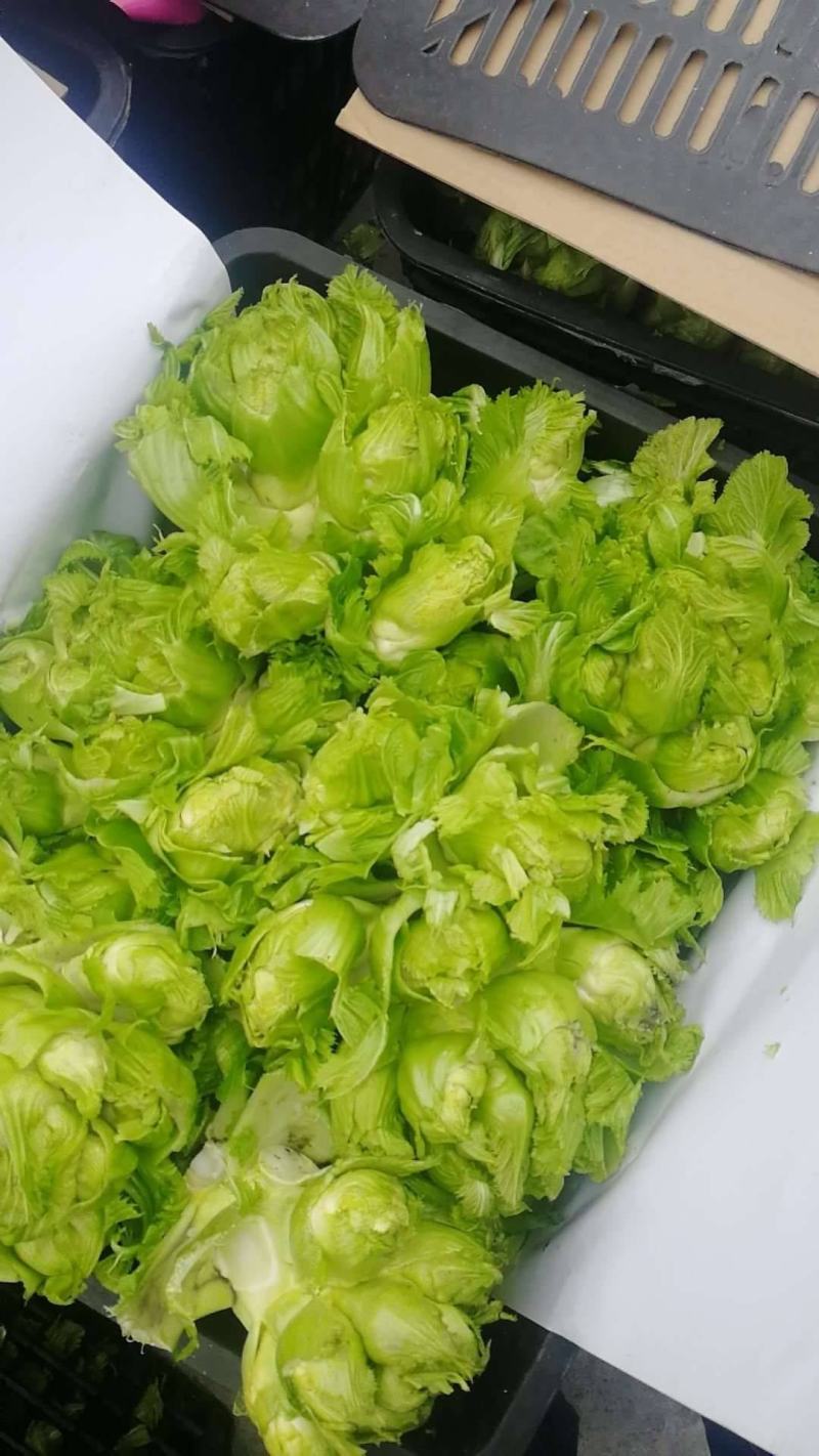 🔥热销🔥儿菜，品种纯正优良品质保证价格美丽